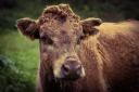 Moo: Steffi Schwede, of the South Wales Argus Camera Club sent in this lovely picture of a cow.
