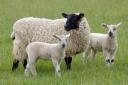 Dyfed Powys Police confirmed that a sheep in Guilsfield was attacked.