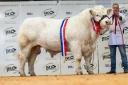 Overall champion Wissington Trent set a new sales record in Welshpool.