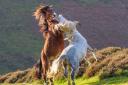 An amazing picture of ponies fighting on the Long Mynd by Bishop's Castle photographer Andrew Fusek Peters.