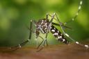 London could see regular cases of dengue fever by the 2060s the UKHSA reports says
