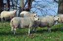 Texel and Charollais ewes from Neil Vance’s pure bred flock which will be sold later this month.