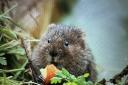 A water vole eating an apple.