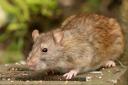 See where the worst Rat hotspots in Powys