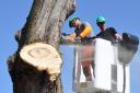 Workers cutting down a tree.