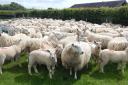RamCompare are encouraging sheep farmers to get involved in their new scheme