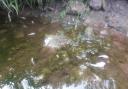Estimates suggest that almost 50,000 fish and other river life died in the River Llynfi, near Glasbury, last July. Picture: Natural Resources Wales