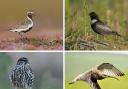 The Elan Rare Birds project works to protect the likes of (clockwise from top l) the golden plover, ring ouzel, merlin and curlew
