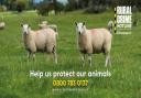 64 ewes and lambs have been stolen from Llandinam, near Newtown