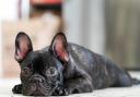 Jac Jones was jailed earlier this month for an attack on his French bulldog which involved 