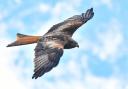 Red kites are one of the species that are bringing in tourism into the area.