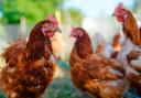 Bird owners in Powys are being advised to be vigilant after a confirmed case of bird flu in Newtown.