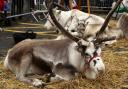 Two of Santa's reindeers will be visiting the Winter Fair on MOnday, November 28