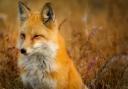 A fox. Pic: Pixabay.
