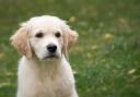 A golden retriever puppy. Pic: Pixabay.