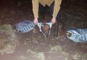 Councillor Elwyn Vaughan was sent these disturbing images of 9 bags of dead pheasants dumped in the River Dyfi in north Powys