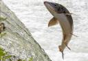 The Atlantic wild salmon which could be on the verge of disappearing from Powys rivers
