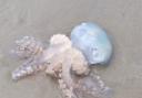 One of the jellyfish found on Broadhaven