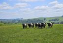 Belted Galloways at Pentwyn