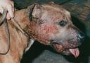 Incidents of dog fighting have risen in recent times