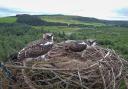 Llyn Clywedog osprey chicks in July 2023.
