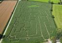 The Nash Court Maize Maze is cut in the shape of a scarecrow