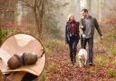 Pet owners are being urged to keep their dogs away from toxic plants this autumn including conkers, acorns and more