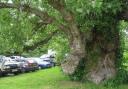 Newtown's Black Poplar. Picture: Geograph.