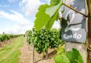Kerry Vale Vineyard is celebrating after its Shropshire Lady variety was named as one o the top 100 wines from the UK