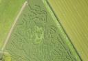 The King Charles maize maze at Will Land's Park Farm in Llangattock, Powys.