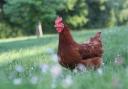Can you give a hen a new home?