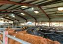 Some of the store cattle on offer at a previous sale at Bishops Castle Auction.