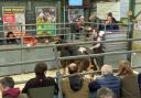 Halls director James Evans selling the record breaking steer in the store cattle at Bishops Castle Auction.
