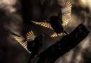 Birds photographed by Andrew Fusek-Peters with light beaming through their plumage