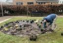 Cllr Richard Church arranging plants at a spot in the Welshpool memorial garden.