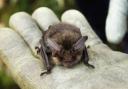 John Price admitted destroying the breeding site of brown long eared bats, a protected European species, at a property in Powys last July. Picture: Brian Cockerill