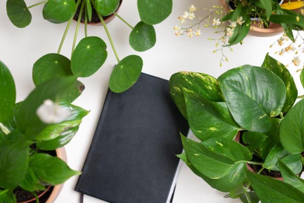 County Times: A black notebook surrounded by indoor plants. Credit: PA
