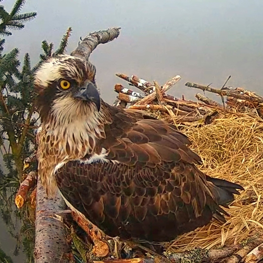 Seren, also known as 5F, at the Llyn Clywedog osprey nest near Llanidloes. Picture by Natural Resources Wales