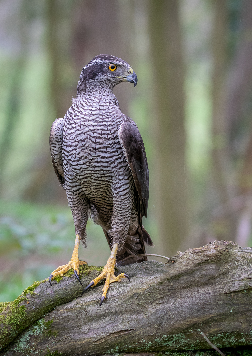 Halstead and District Photographic Society goshawk by Naomi Foster
