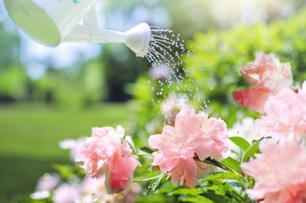 County Times: A watering can watering some pink flowers. Credit: Canva
