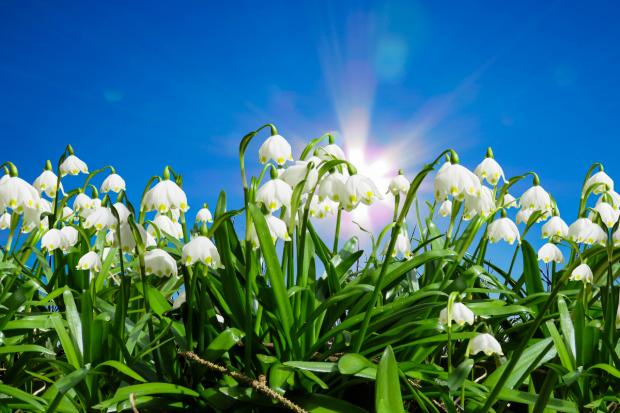 County Times: Snowdrops. Credit: Canva