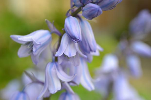County Times: Bluebells. Credit: Canva
