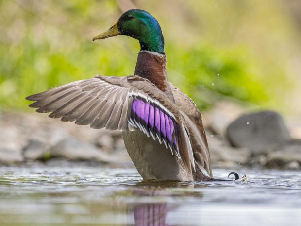County Times: A mallard duck in the Trannon river. Picture by Ben Gethin.