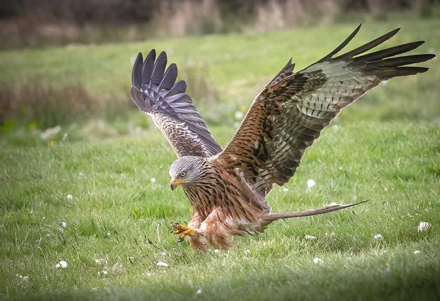 County Times: The majestic Red Kite. Picture by Rodney Holbrook.