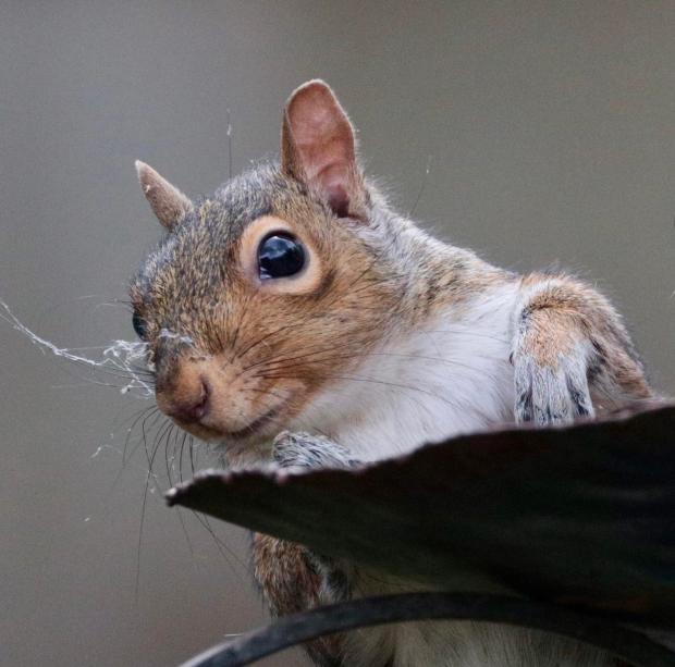 County Times: The cutest squirrel award goes to.  Photo by Stephen Probert.