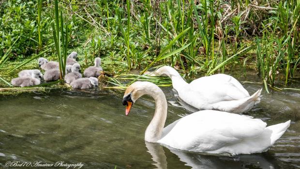 County Times: A Family Day.  Photo by Bod70 Amateur photography.