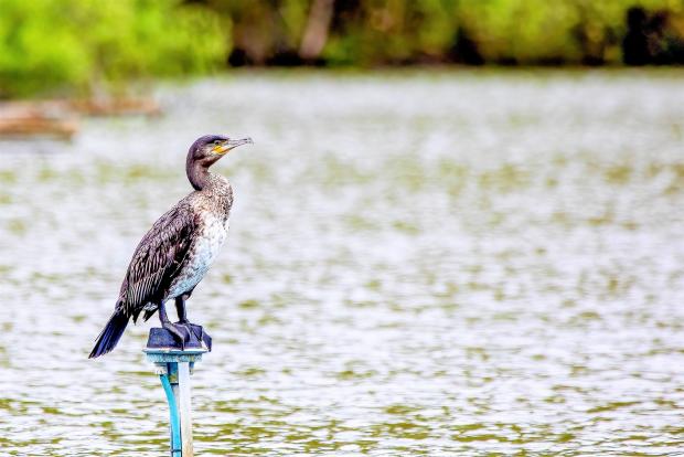 County Times: Cormorant visiting Lake Llandrindod.  Photo by Steven Weekly.