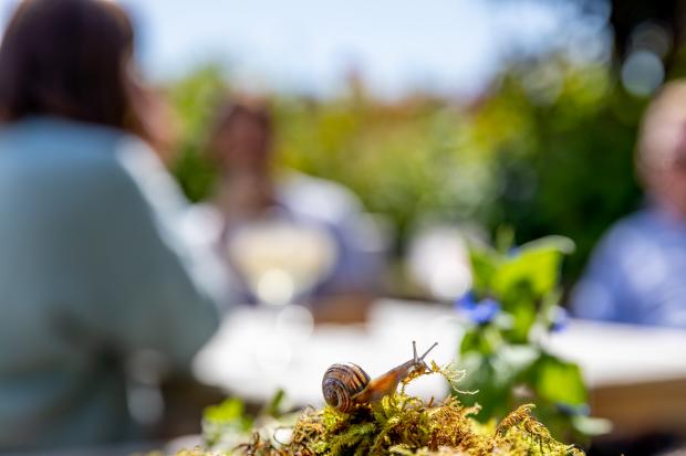 County Times: Undated Warner's Gin handout photo of a snail in the pub garden the Castle Hotel and Pub in Bishops Castle, Shropshire, where cameramen Doug Allan has been filming. Issue date: Monday June 20, 2022.