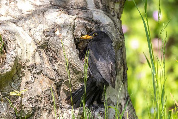 County Times: Undated Warner's Gin handout photo of a blackbird in the pub garden the Castle Hotel and Pub in Bishops Castle, Shropshire, where cameramen Doug Allan has been filming. Issue date: Monday June 20, 2022.