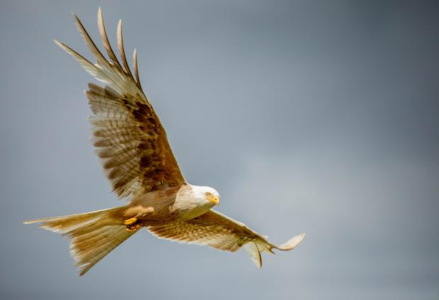 County Times: Leucistic Red kite at Gigrin. Picture by Steven Weekly.